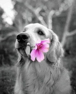 Dog with Pink Flower