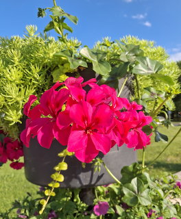 Bright pink geranium flowers in a black garden pot with green leaves outdoors