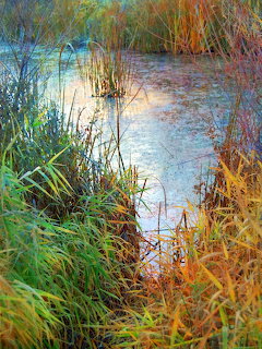Shimmering Stillness
