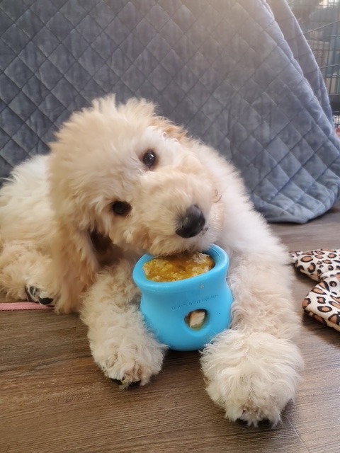 Fluffy goldendoodle puppy chewing on a blue rubber treat toy on a wooden floor