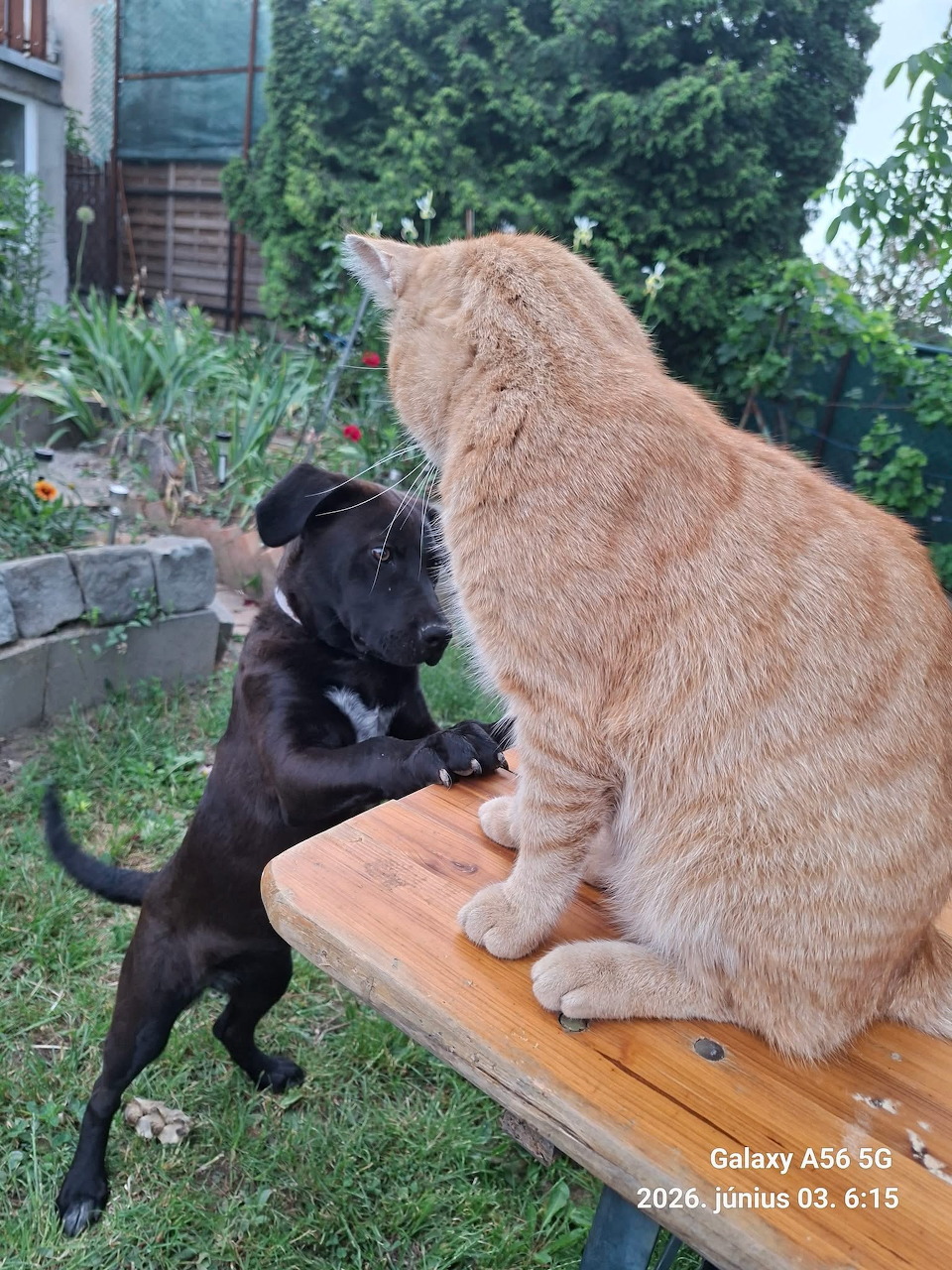 Dog and Cat Meeting