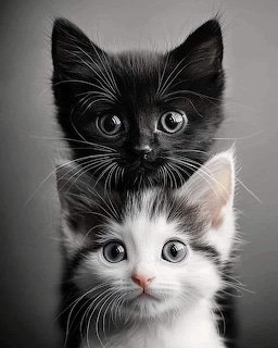 Portrait of black kitten and white-gray kitten looking at camera with large eyes