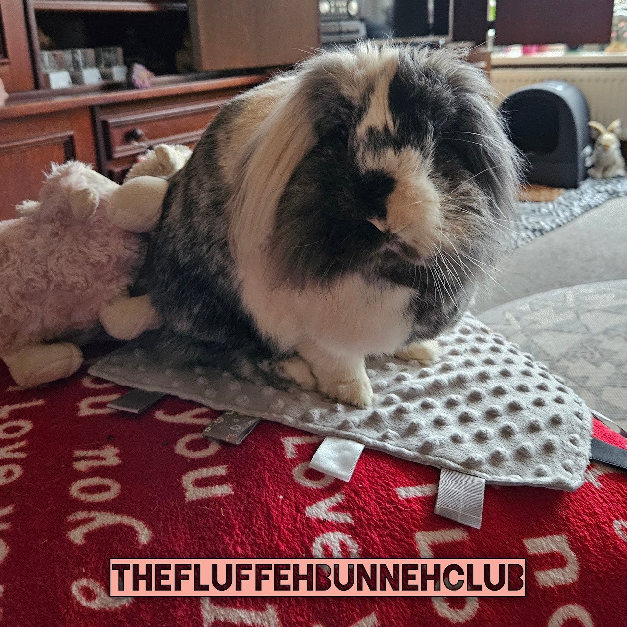 Fluffy Pet Rabbit