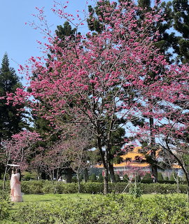 Cherry Blossom Trees in Park