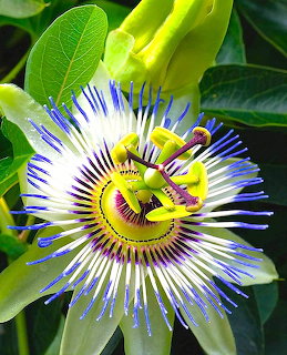 Passion Flower Close-Up