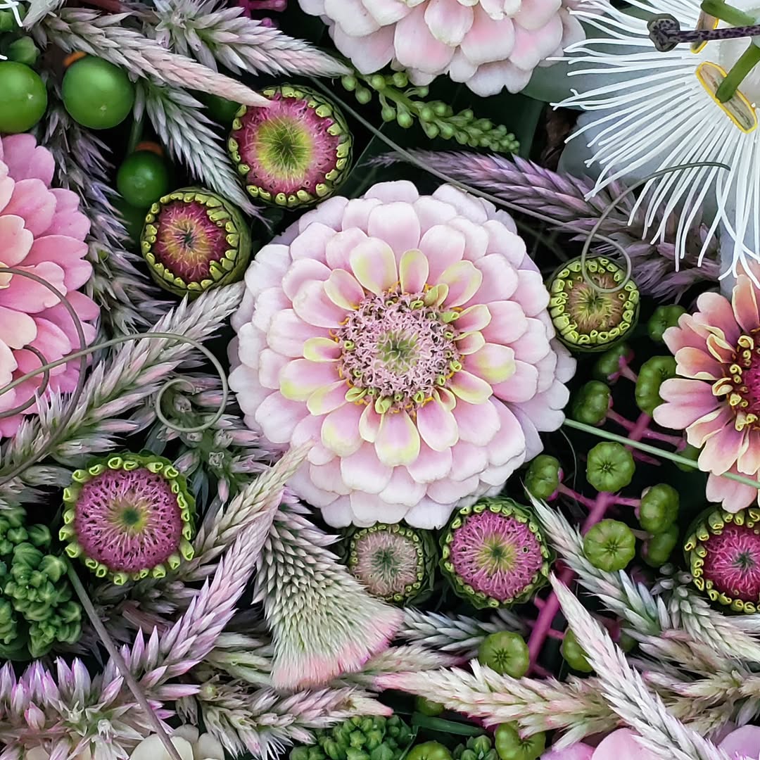 Close-up of pink zinnia flowers with layered petals, green leaves, and white feathery elements in dense arrangement