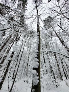 Snow-covered tall trees in a winter forest viewed from below looking up at the sky