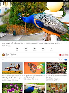 YouTube video screenshot featuring a colorful peacock with vibrant blue and green plumage