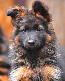 Fluffy German Shepherd puppy with black and tan coat looking at camera