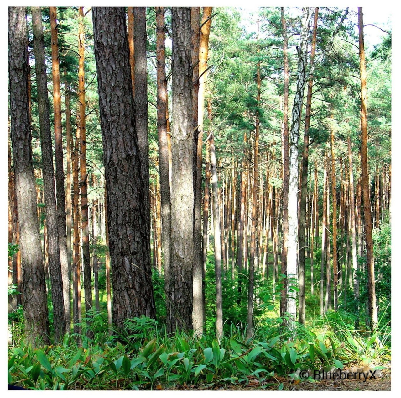 Sunlit forest with tall pine and birch trees and green undergrowth
