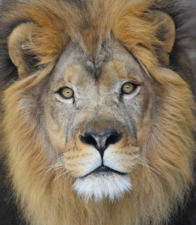 Male Lion Portrait