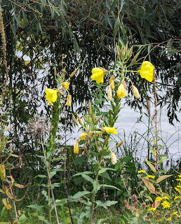 Yellow evening primrose flowers with green stems and leaves against foliage background