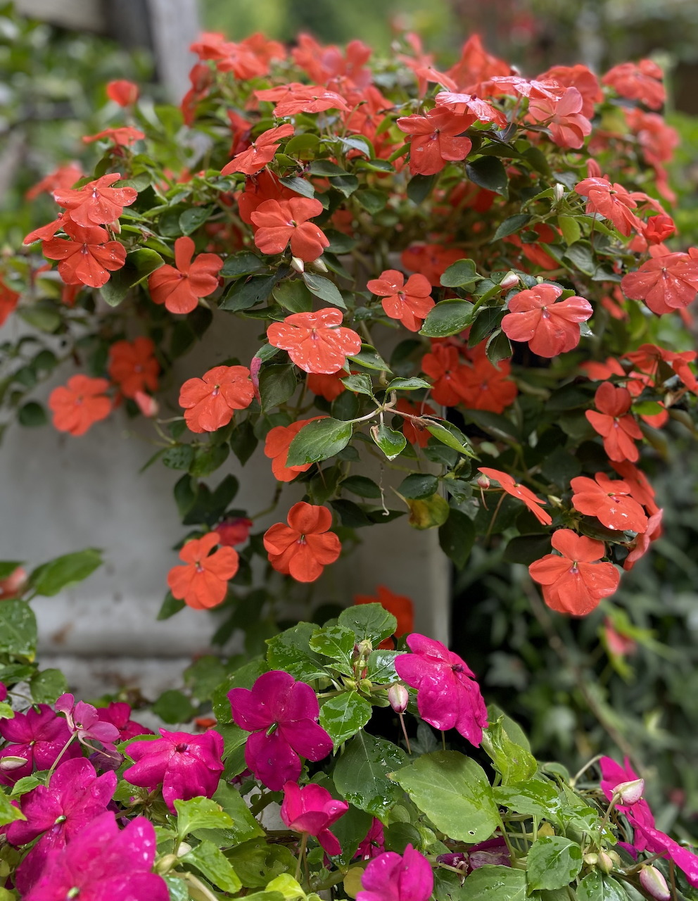 Coral and magenta flowers with green leaves in a garden