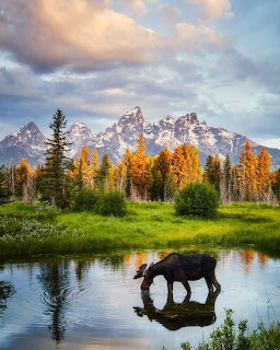 Moose standing in a pond with Grand Teton mountains and autumn trees in the background