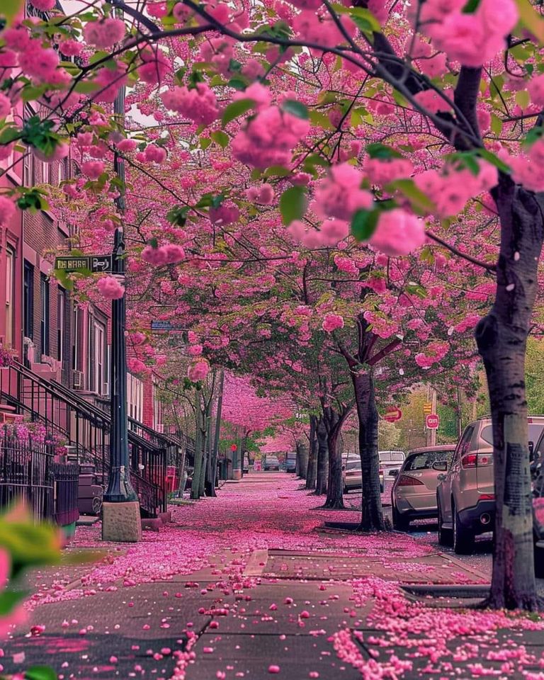 Pink cherry blossom trees line an urban street with petals scattered on ground and parked cars alongside buildings