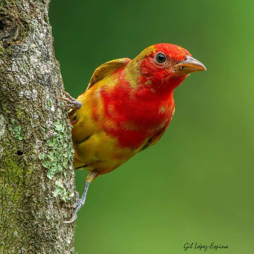 Bright red and yellow bird perched on the side of a tree trunk with a blurred green background