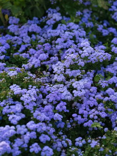 BlueAgeratum Flowers