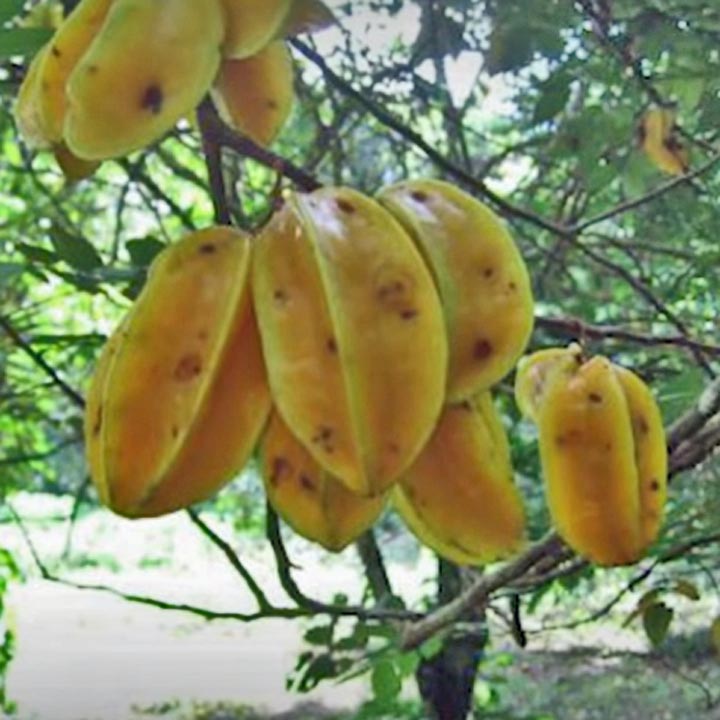 Star Fruit on Tree