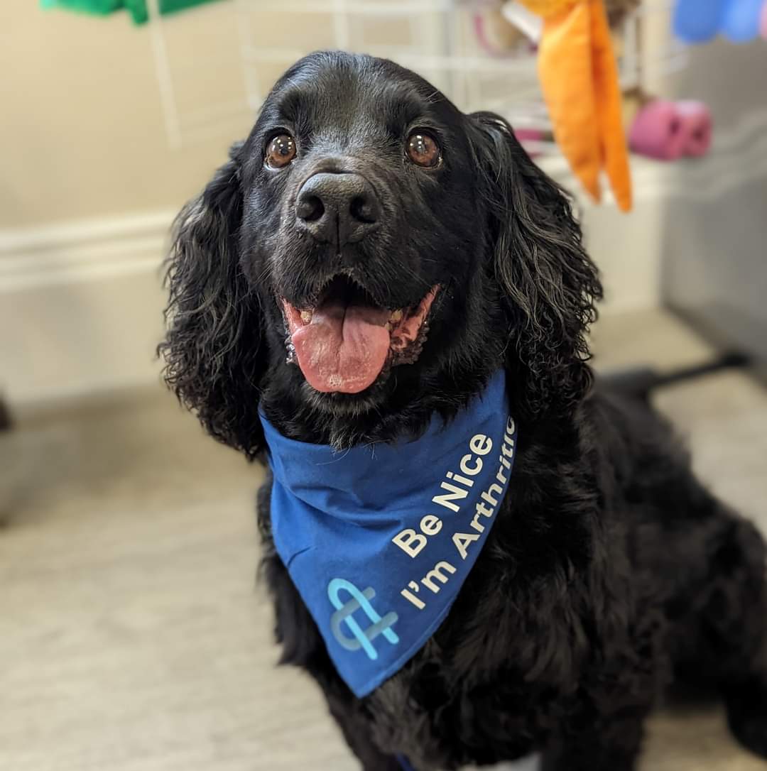 Black Cocker Spaniel at Vet