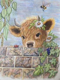 Highland Cowalf with Daisies