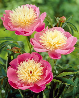 Three pink peony blossoms with yellow centers among green leaves