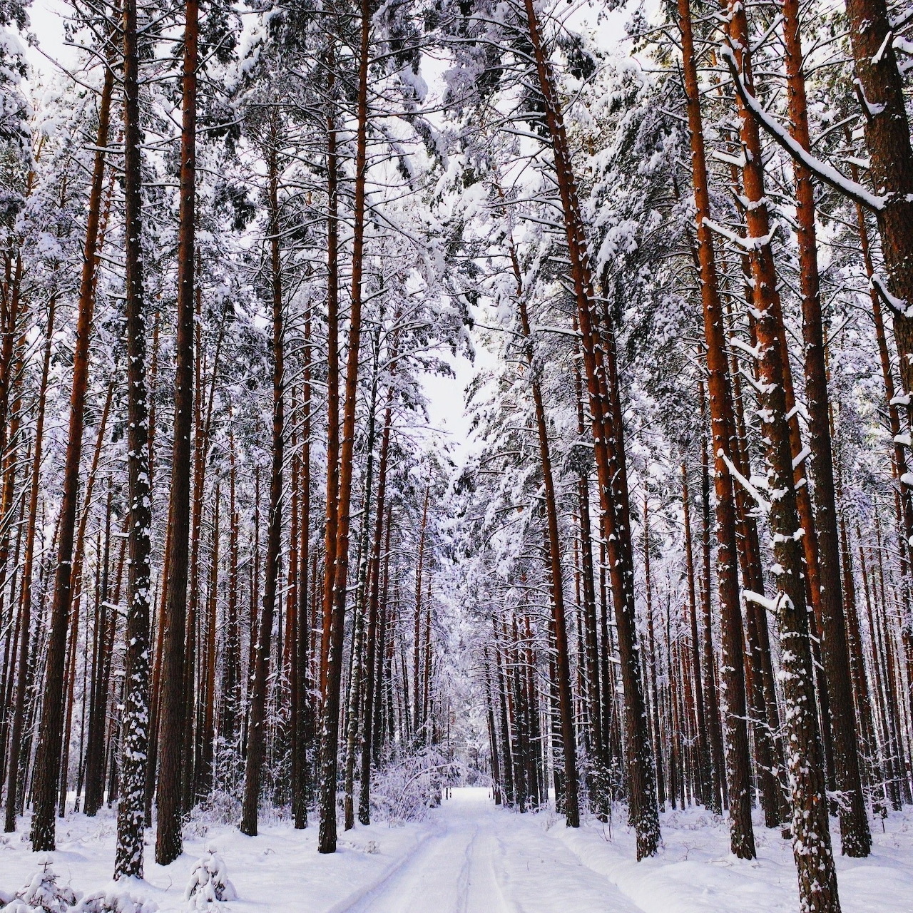 Snowy pine forest with a narrow path running between tall trees