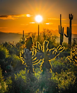 Sunrise illuminating desert cacti and mountains with golden orange sky