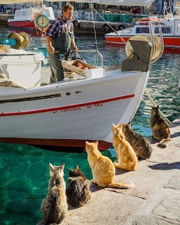 Several cats seated on dock watching fisherman unload boat at sunny harbor