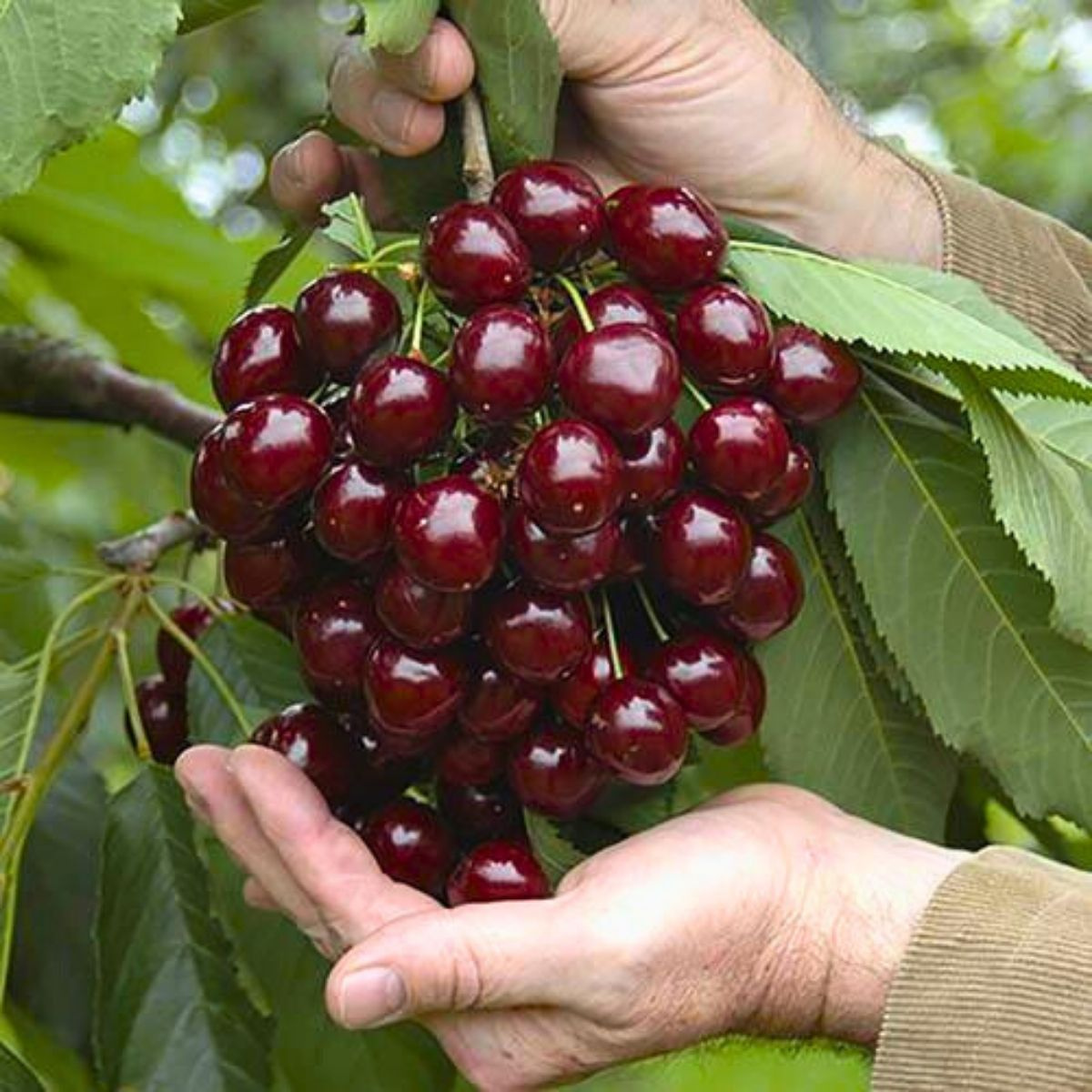 Hands holding a cluster of ripe red cherries on a branch with green leaves