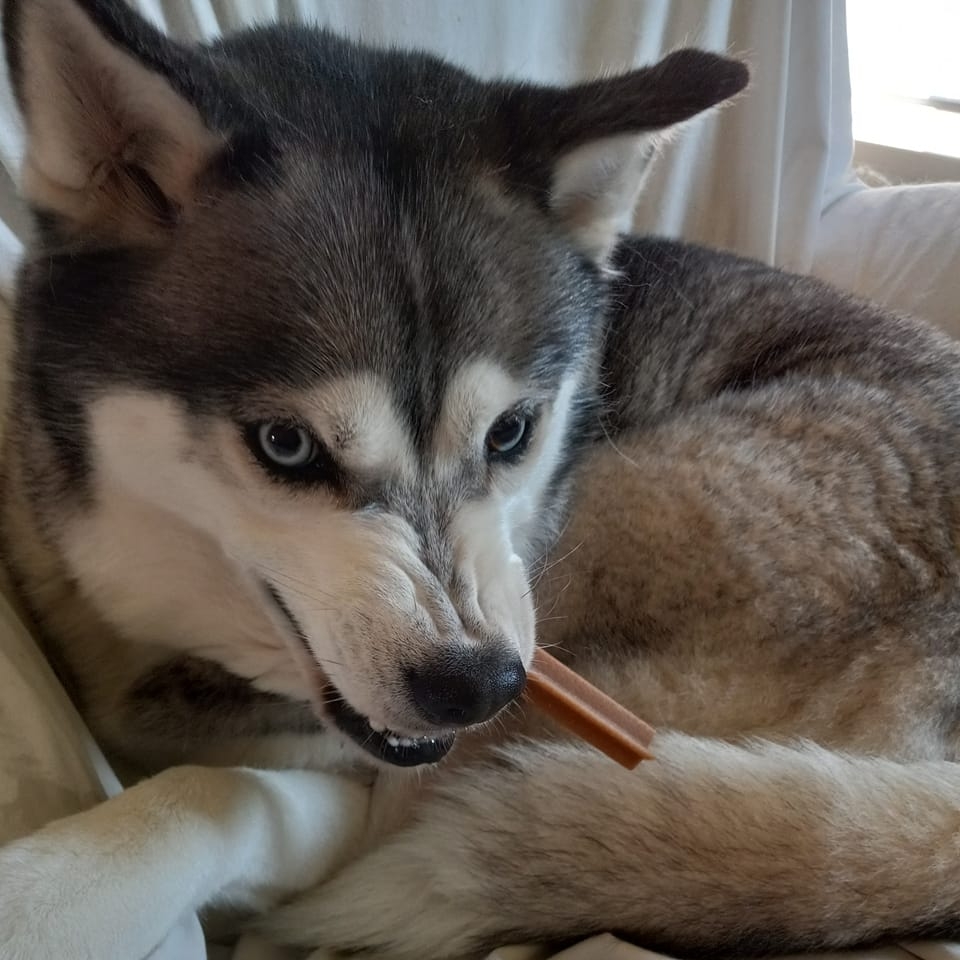 Siberian Husky puppy with blue eyes and gray-white markings lying on beige cushion