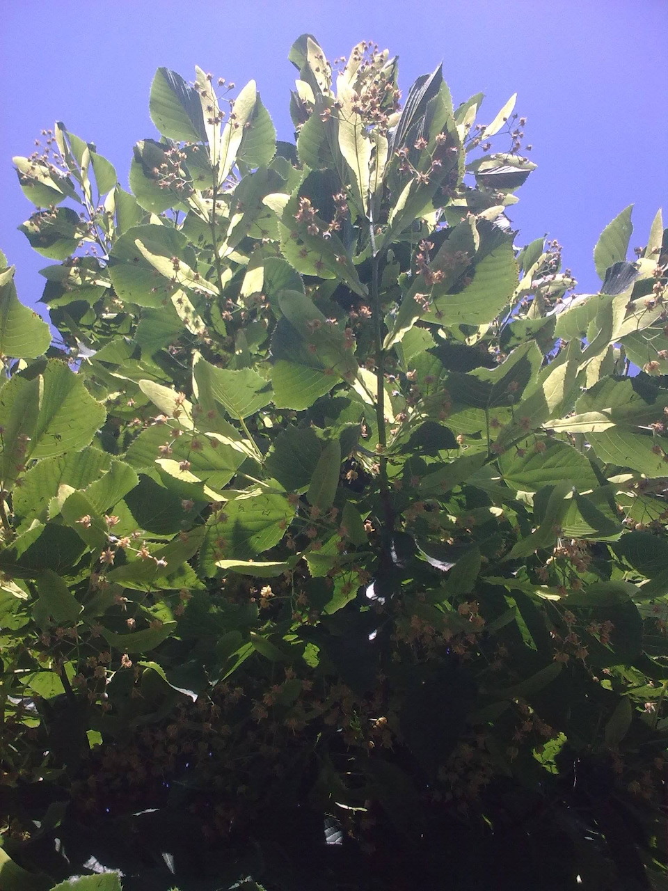 Blooming linden tree branches with green leaves and pale flowers seen against a blue sky
