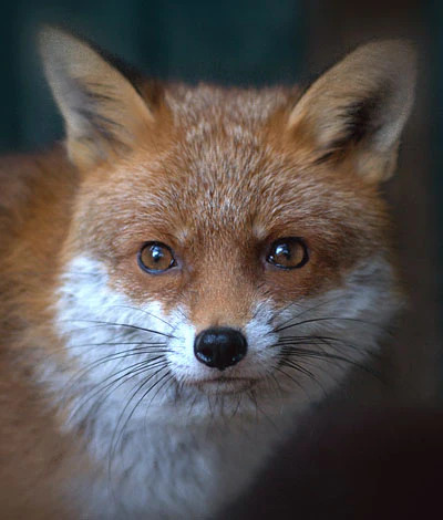 Close-up portrait of a red fox face with bright amber eyes and orange fur