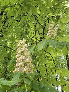 Blooming horse chestnut tree with white and pink flower panicles among large green leaves