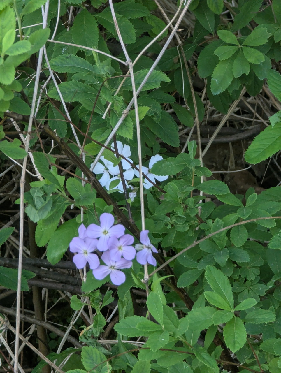 Clusters of light purple wild phlox flowers surrounded by green leaves and thin vines