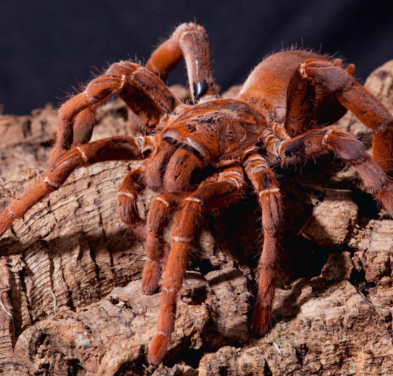 Orange-brown king baboon spider on weathered wood surface