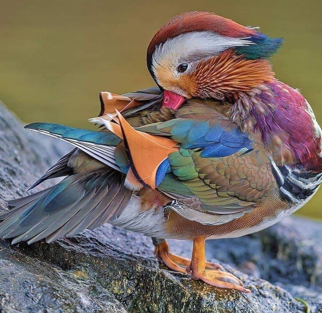 Close-up of a colorful mandarin duck preening on a rock