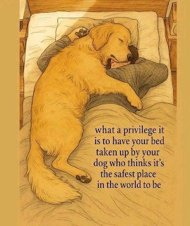 Golden Retriever in Bed