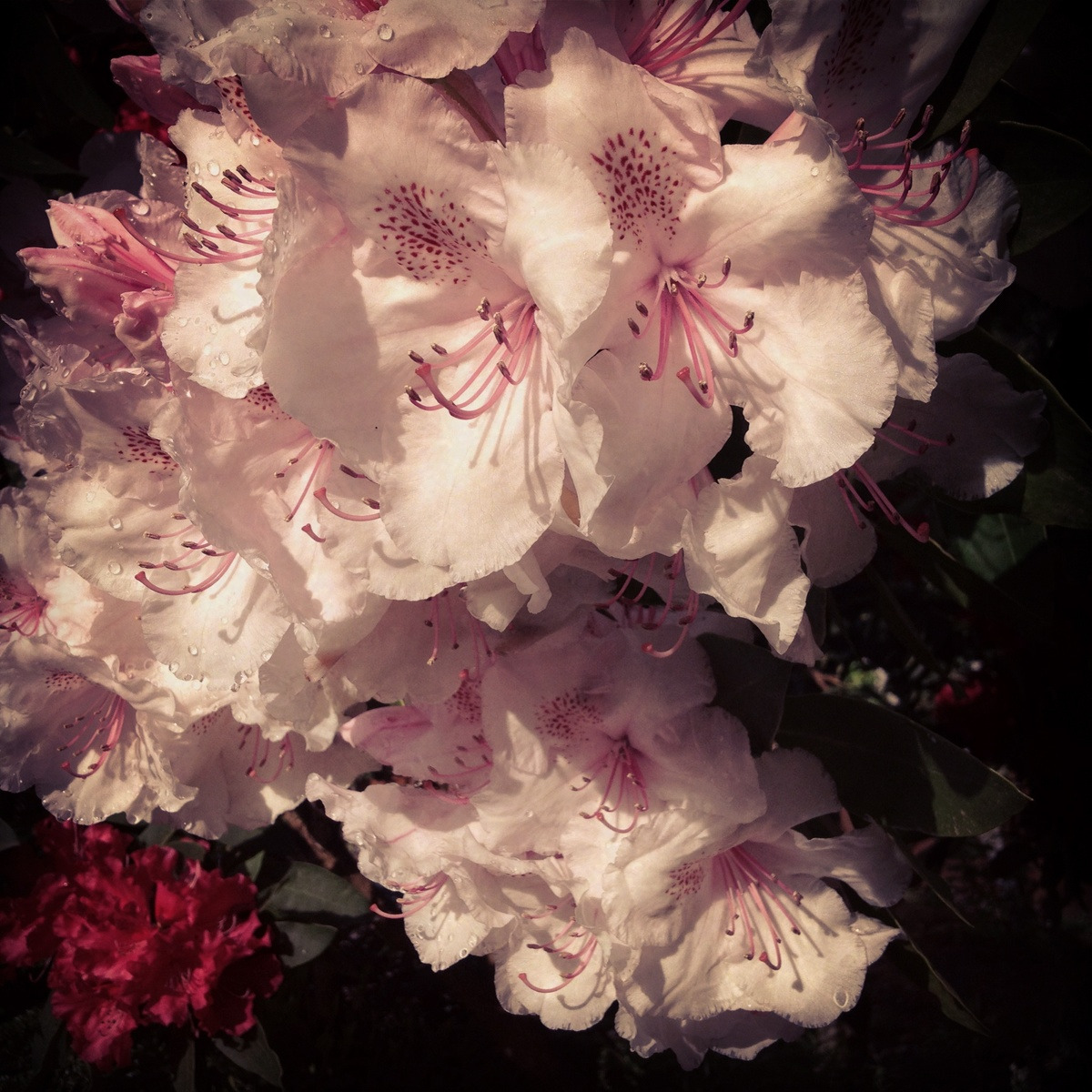 Pink and white rhododendron flowers with ruffled petals on dark background