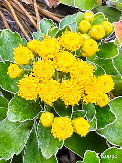 Isogiku Yellow Flowers