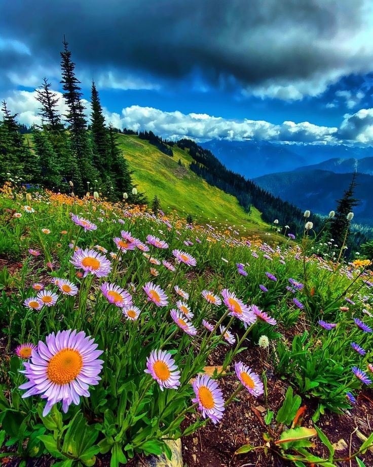 Pink and white wildflowers covering a green mountain slope with stormy blue sky and distant mountain ranges
