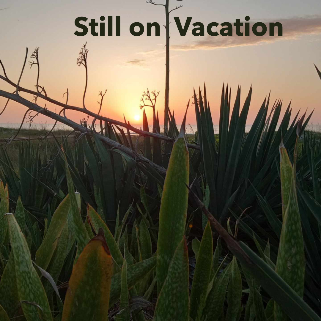 Tropical sunset viewed through palm fronds and agave plants with warm orange and golden sky