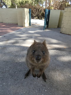 Smiling Quokka Close-Up