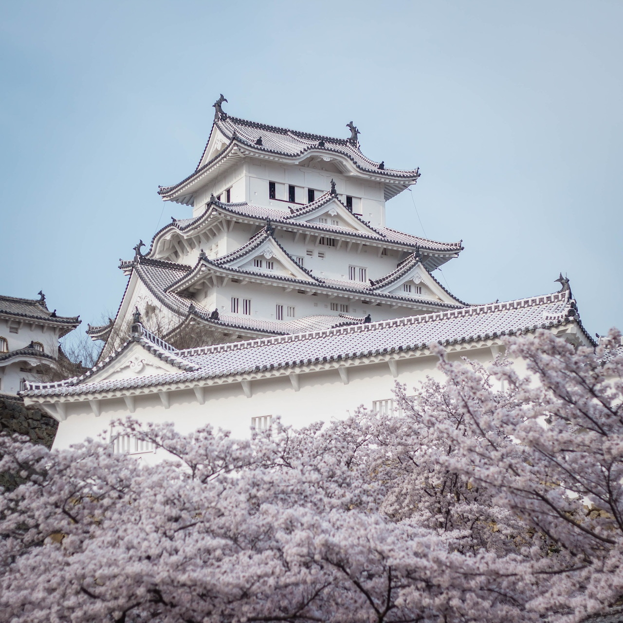 Japanese castle above cherry blossom trees under a blue sky