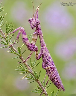 Pink praying mantis clinging to a green rosemary plant with purple bokeh background