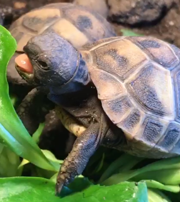 Close-up of a baby tortoise resting among green leaves