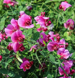 Pink and magenta sweet pea flowers blooming on green vines in a garden