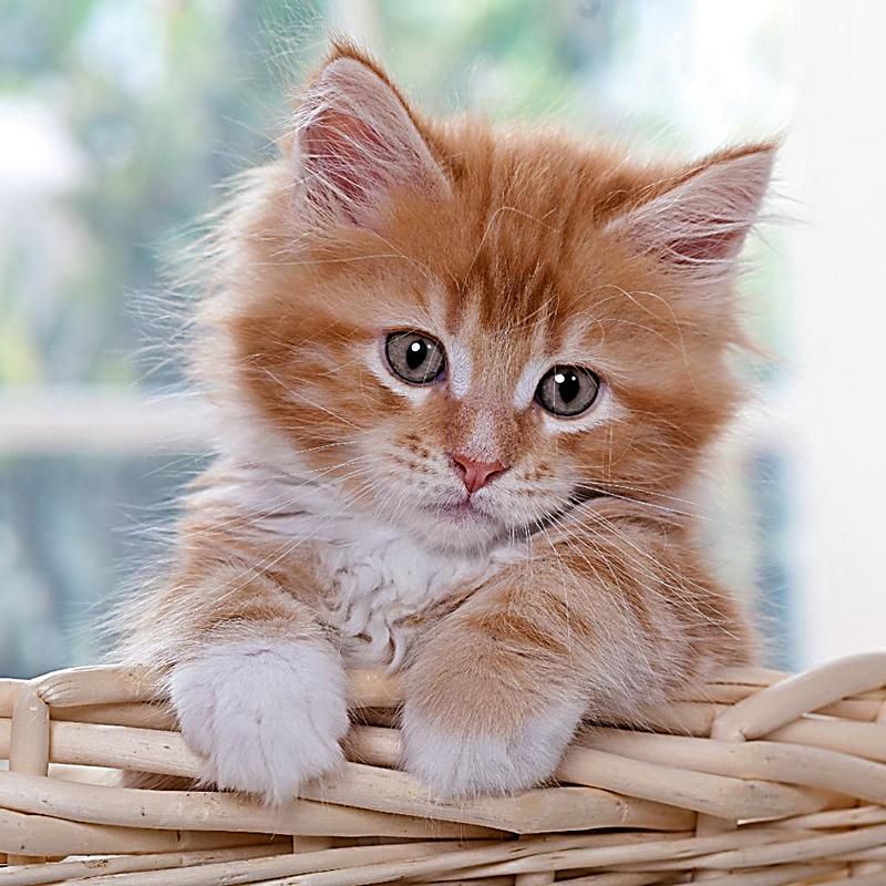 Ginger Kitten