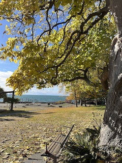 Park bench under golden autumn trees overlooking ocean and mountains