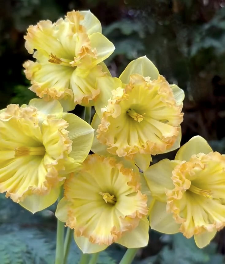 Yellow Daffodils in Bloom