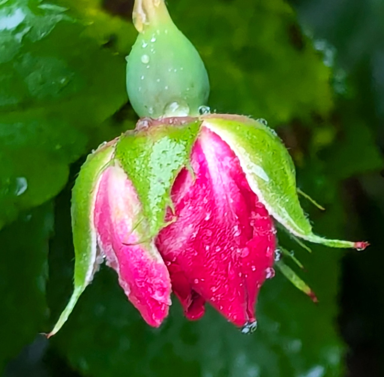 Red Rosebud